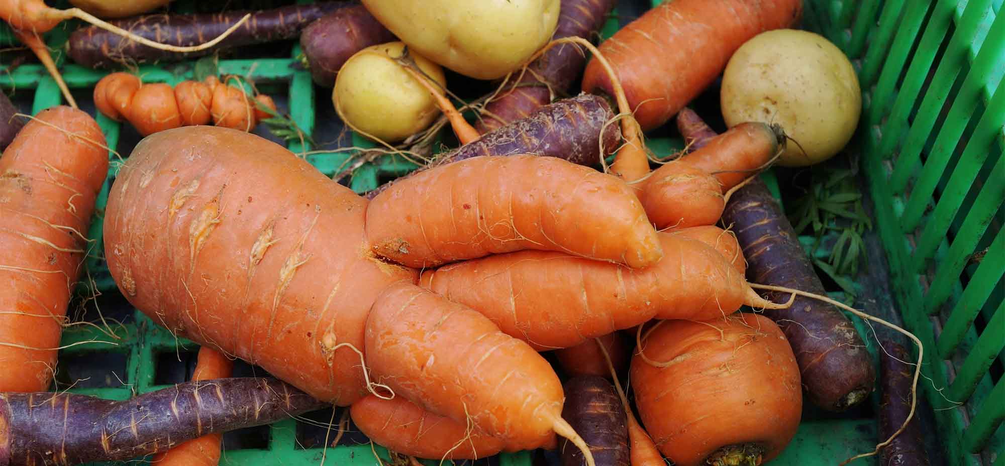 Image shows carrots placed on a board